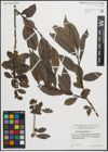 Foto von Salix pentandra L.